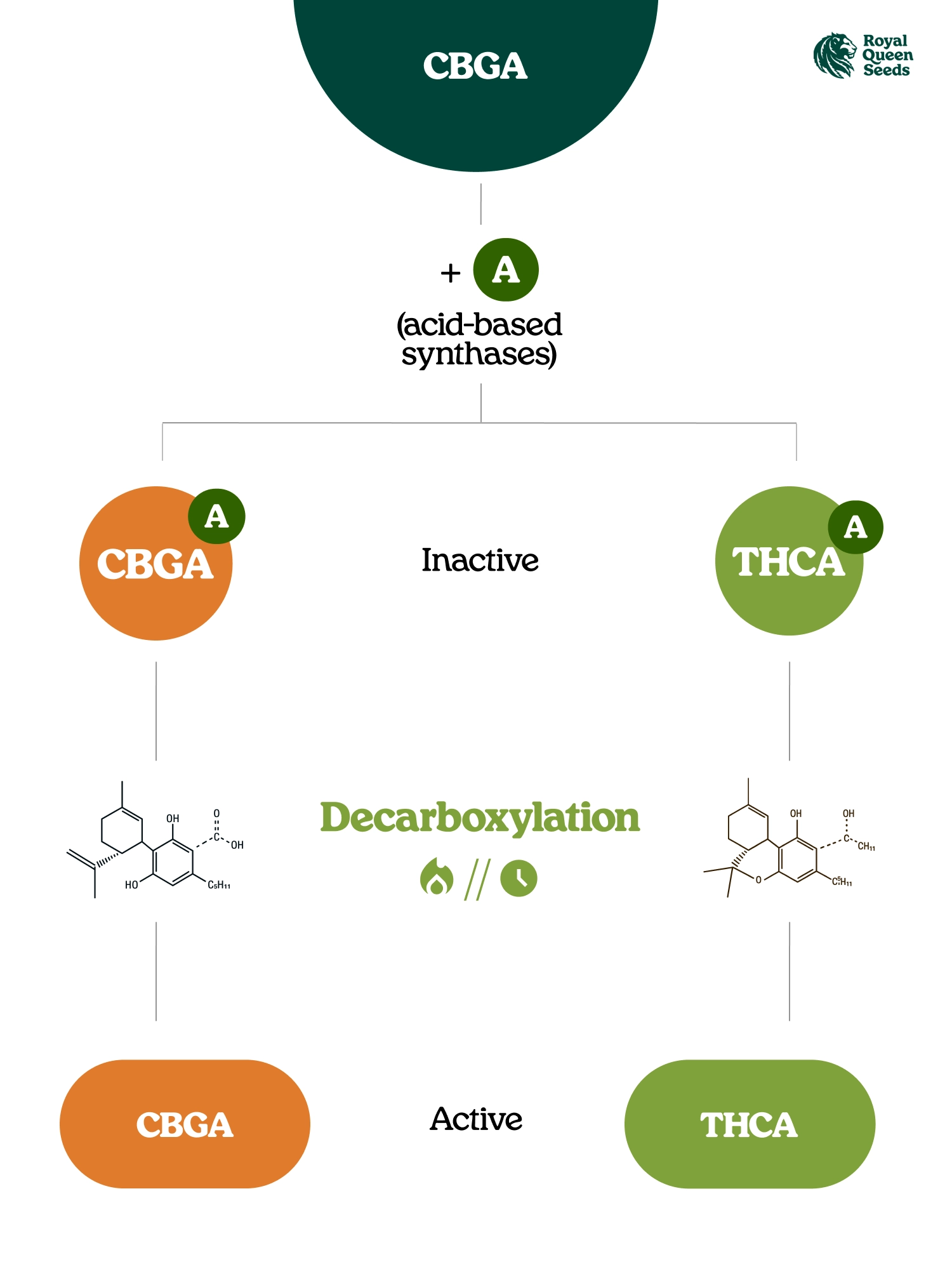 What Are Cannabinoid Acids?