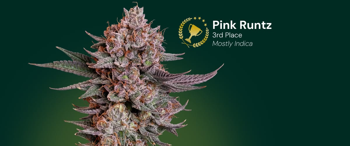 Pink Runtz cannabis flower, 3rd place award winner, mostly indica