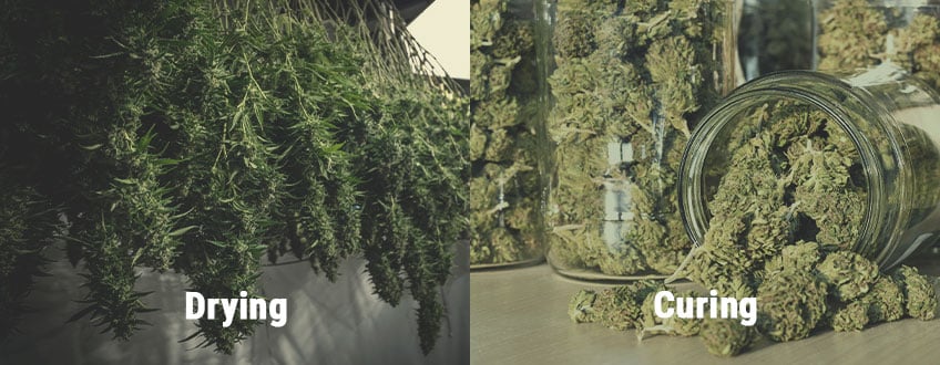 How to Avoid Mouldy Weed During Drying and Curing How to Avoid Mouldy Weed During Drying and Curing