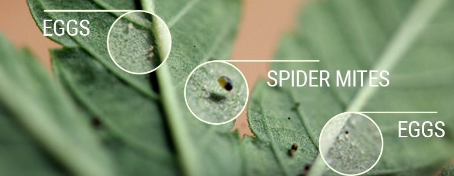 Spider Mites Eggs Spider Mites Eggs