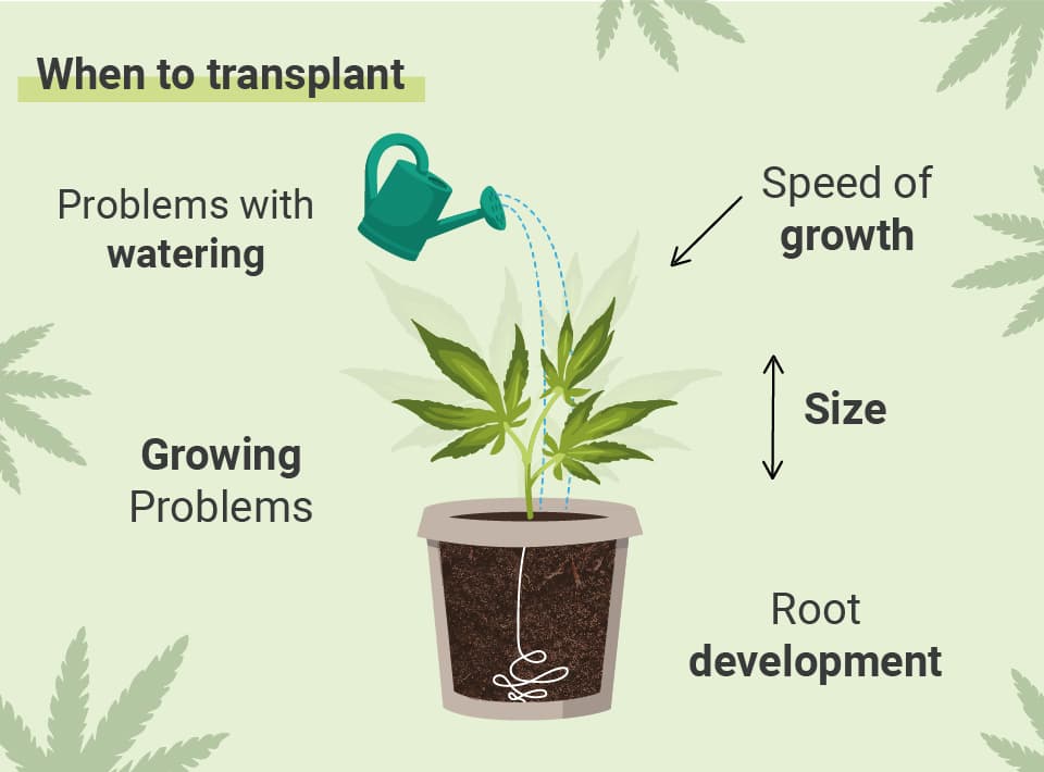 QUAN TRASPLANTAR LA TEVA MARIHUANA