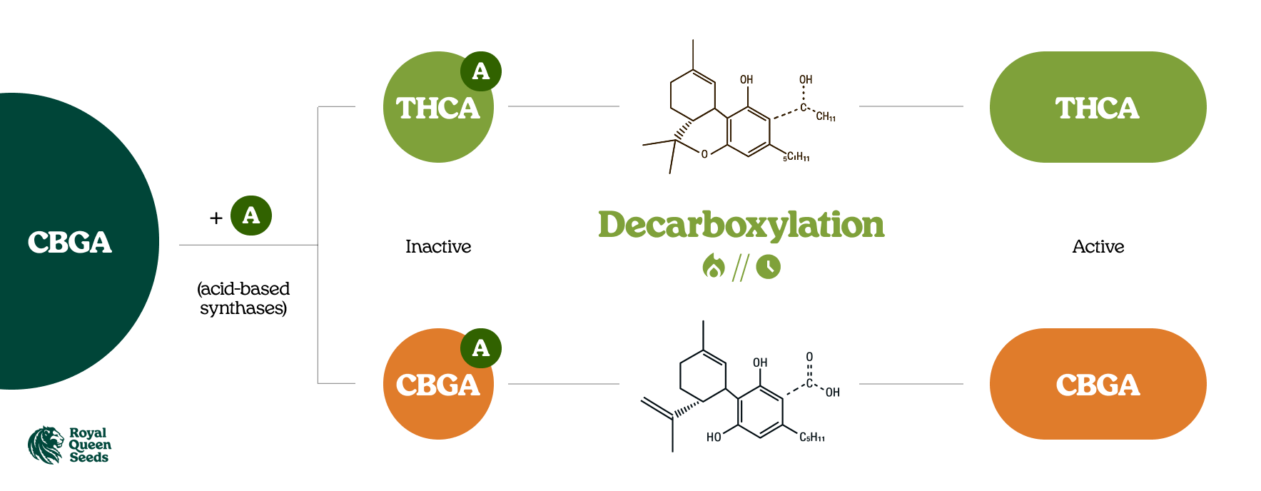 What Are Cannabinoid Acids?