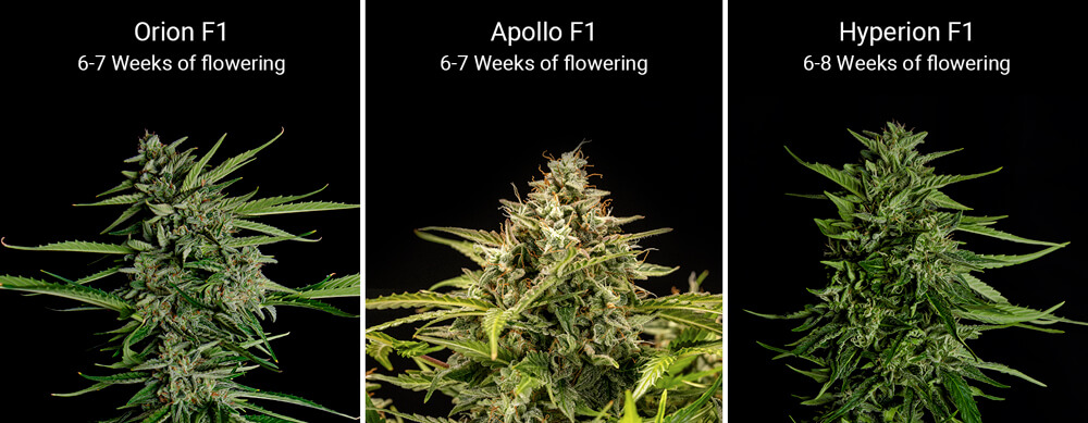 Spezie alla cannabis