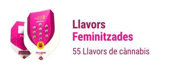 Llavors feminitzades cannabis