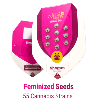 feminized-cannabis-seeds