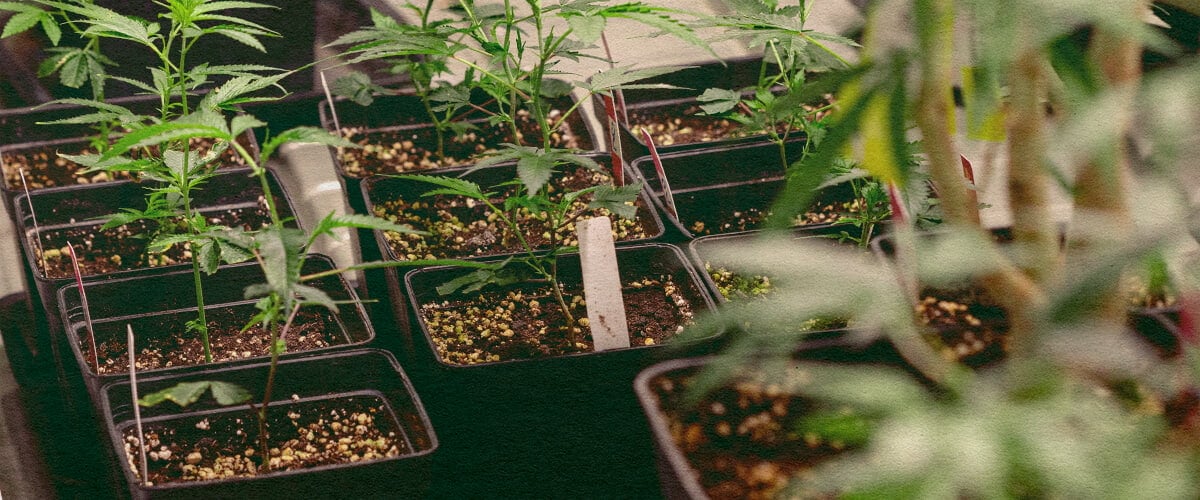 Genotip vs Fenotip: Plantes de Cànnabis en Testos Plantes de cànnabis en testos negres amb terra, mostrant trets genètics per comparar genotip vs fenotip, ideal per a l'educació sobre cultiu de cànnabis.