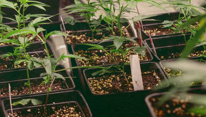 Genotip vs Fenotip: Plantes de Cànnabis en Testos Plantes de cànnabis en testos negres amb terra, mostrant trets genètics per comparar genotip vs fenotip, ideal per a l'educació sobre cultiu de cànnabis.