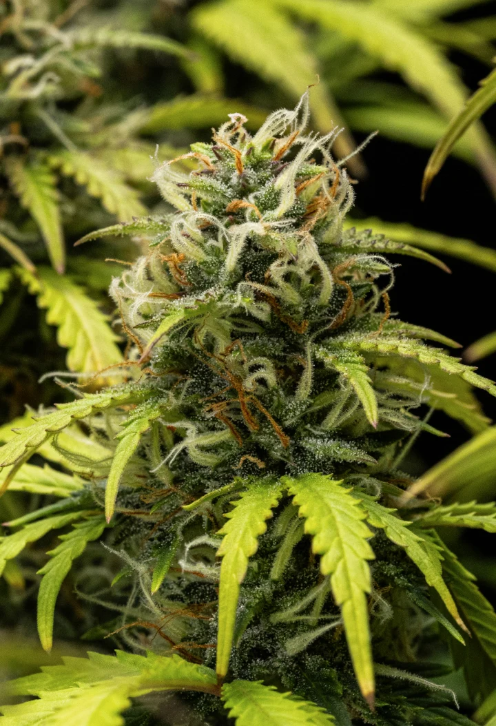 Planta de cànnabis Granddaddy Purple Auto durant la setmana 10, mostrant cabdells madurs coberts de tricomes, coles florals afruitades, pistils taronges i fulles groguenques amb tons de tardor a mesura que s’acosta la collita.