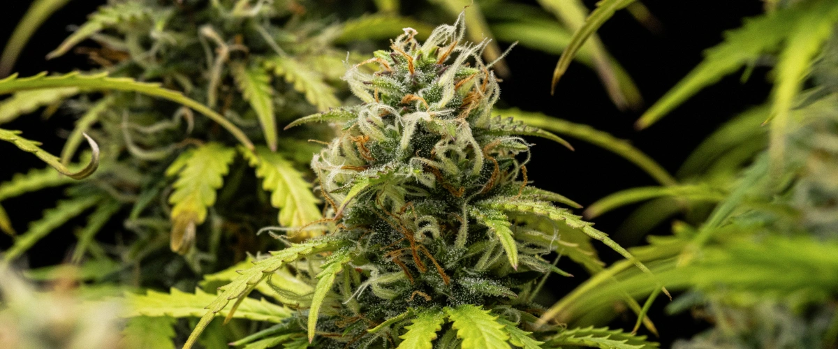 Planta de cànnabis Granddaddy Purple Auto durant la setmana 10, mostrant cabdells madurs coberts de tricomes, coles florals afruitades, pistils taronges i fulles groguenques amb tons de tardor a mesura que s’acosta la collita.