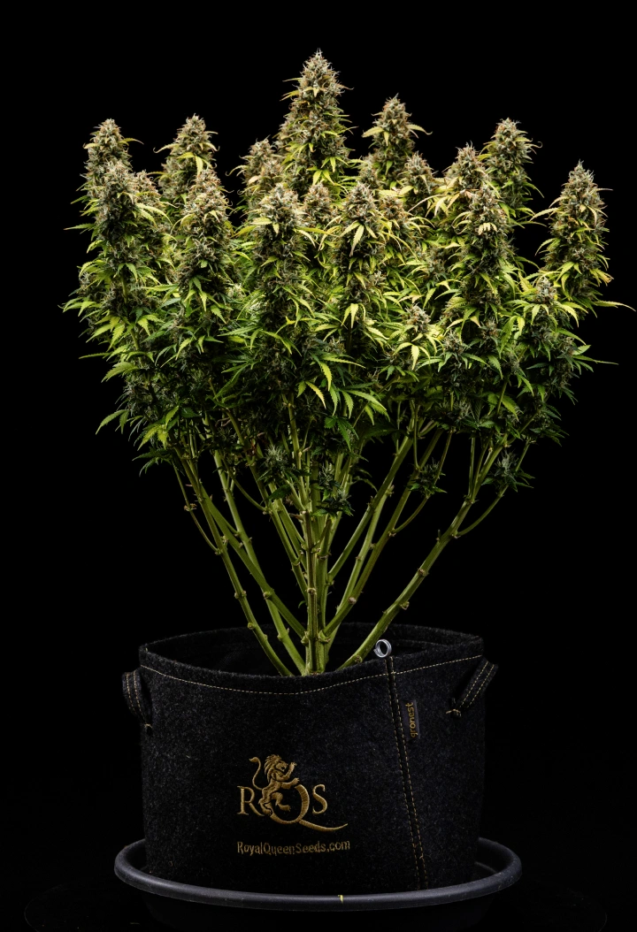 Planta de cànnabis Granddaddy Purple Auto durant la setmana 11, mostrant cabdells durs com roques coberts de tricomes, coles madures afruitades, fulles d’un groc tardorenc intens i flors llestes per a la collita.