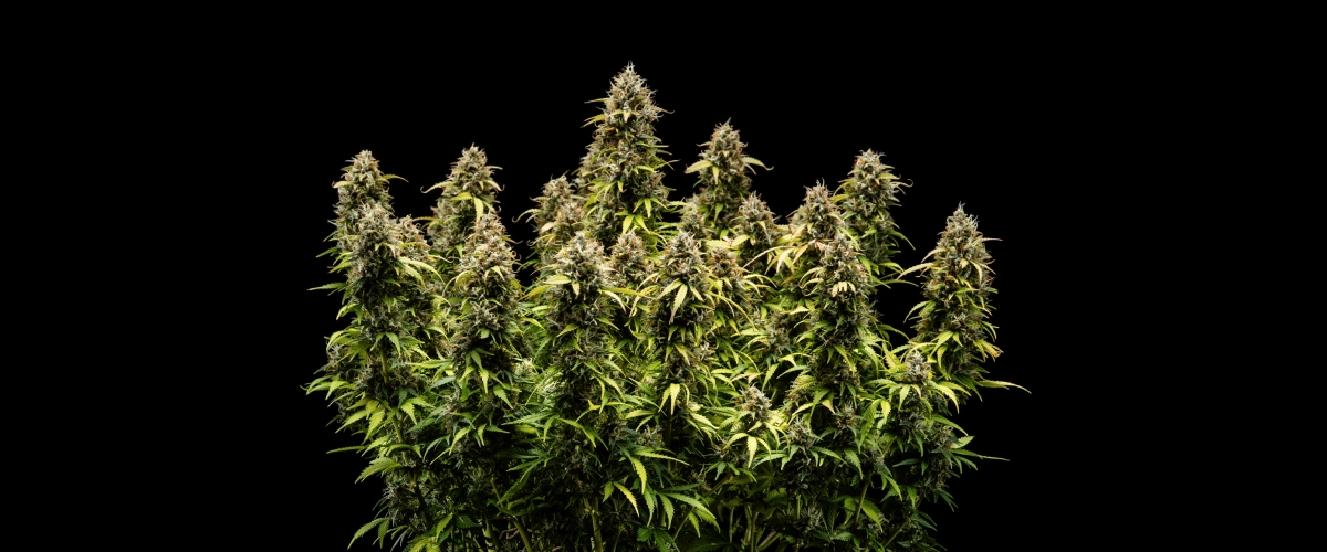 Planta de cànnabis Granddaddy Purple Auto durant la setmana 11, mostrant cabdells durs com roques coberts de tricomes, coles madures afruitades, fulles d’un groc tardorenc intens i flors llestes per a la collita.