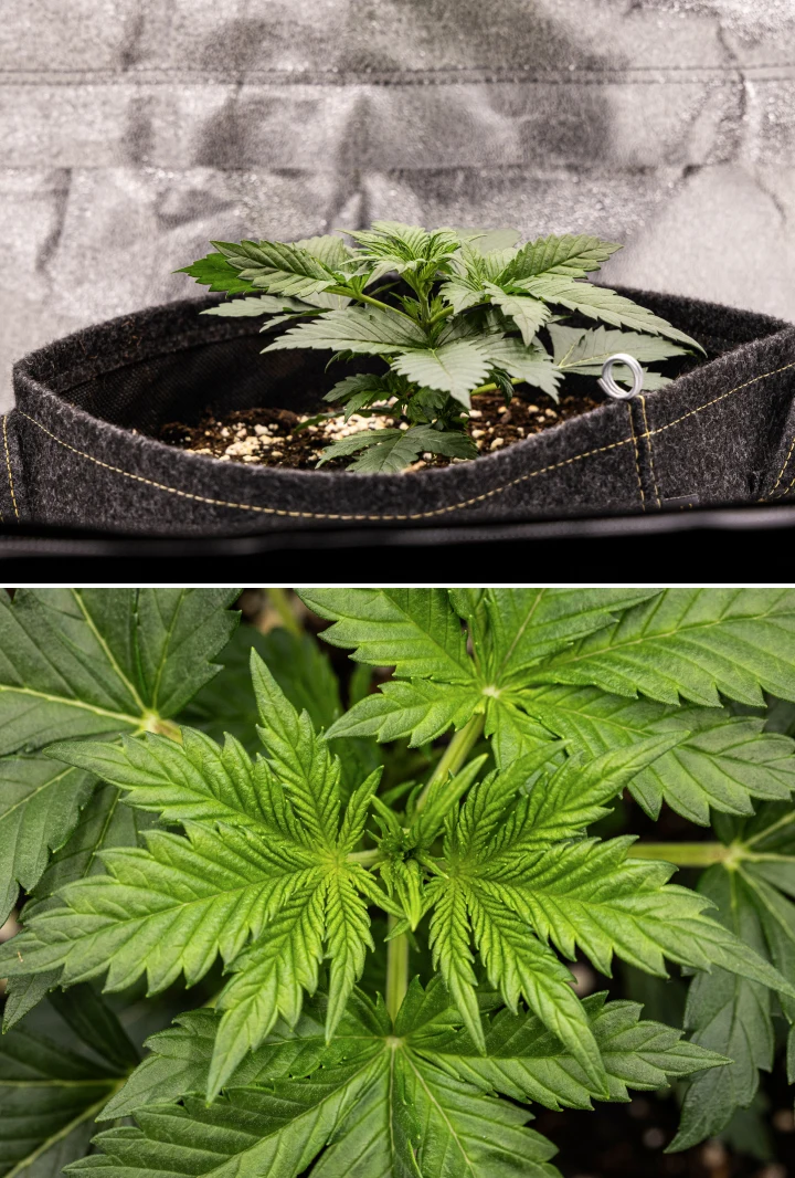 Planta de cànnabis Granddaddy Purple Auto durant la setmana 2, mostrant un creixement vegetatiu inicial més fort, nova ramificació, fulles verdes sanes i recuperació després d’un inici de plàntula irregular.
