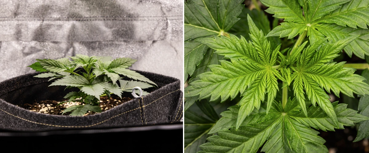 Planta de cànnabis Granddaddy Purple Auto durant la setmana 2, mostrant un creixement vegetatiu inicial més fort, nova ramificació, fulles verdes sanes i recuperació després d’un inici de plàntula irregular.
