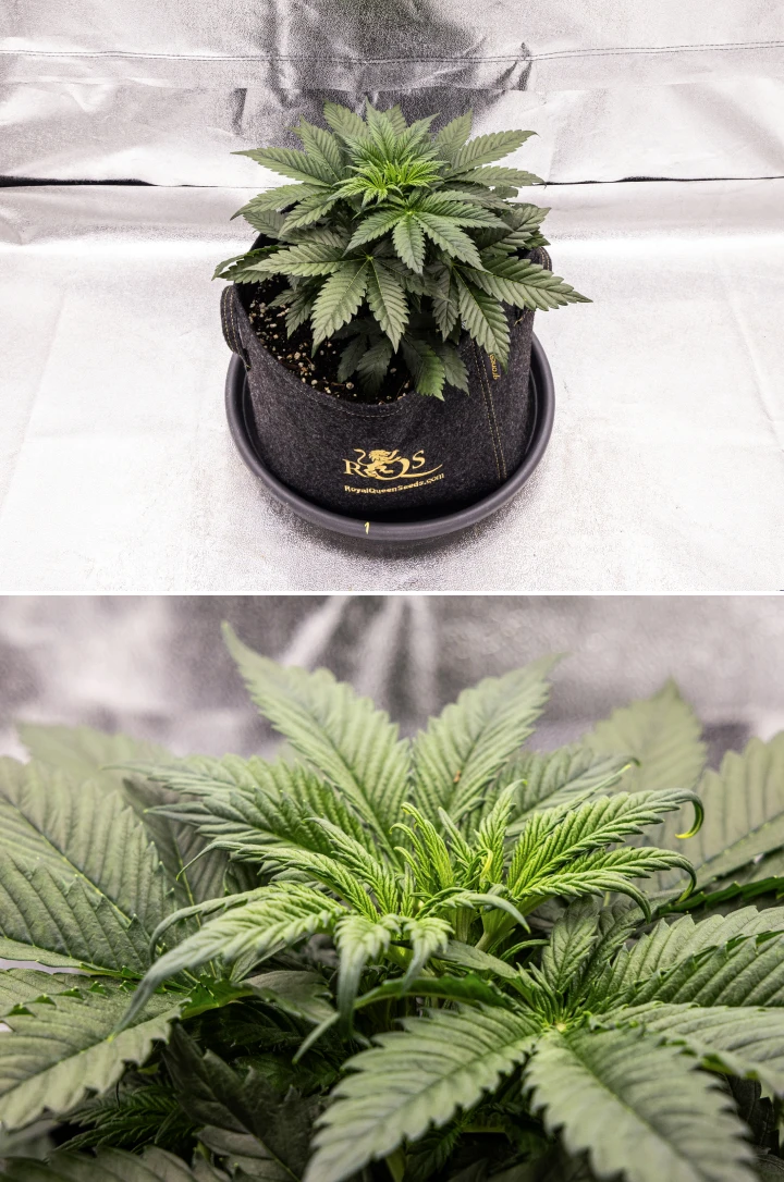Planta de cànnabis Granddaddy Purple Auto durant la setmana 3, mostrant un creixement vegetatiu constant, una corona completa de fulles de ventall sanes i una estructura compacta i uniforme abans que comenci la floració.
