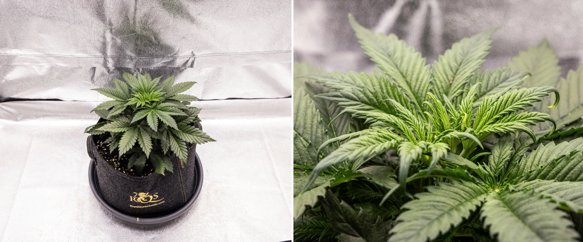 Planta de cànnabis Granddaddy Purple Auto durant la setmana 3, mostrant un creixement vegetatiu constant, una corona completa de fulles de ventall sanes i una estructura compacta i uniforme abans que comenci la floració.