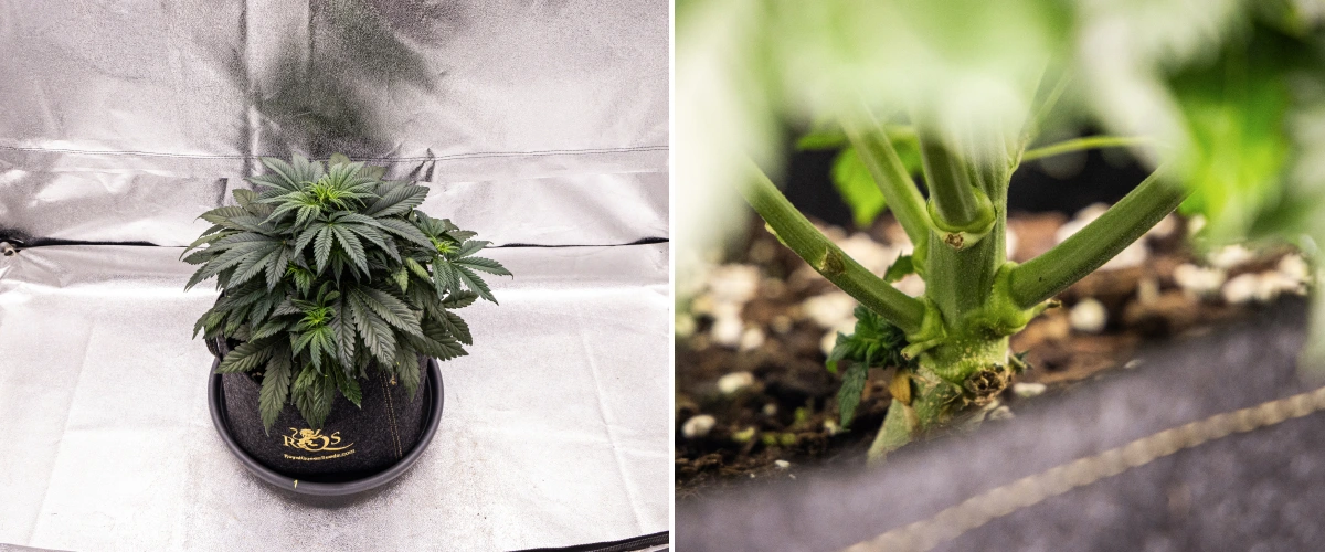 Planta de cànnabis Granddaddy Purple Auto durant la setmana 4, mostrant una canòpia compacta de color verd fosc, un fort desenvolupament de la tija i els primers pistils blancs quan comença la floració.