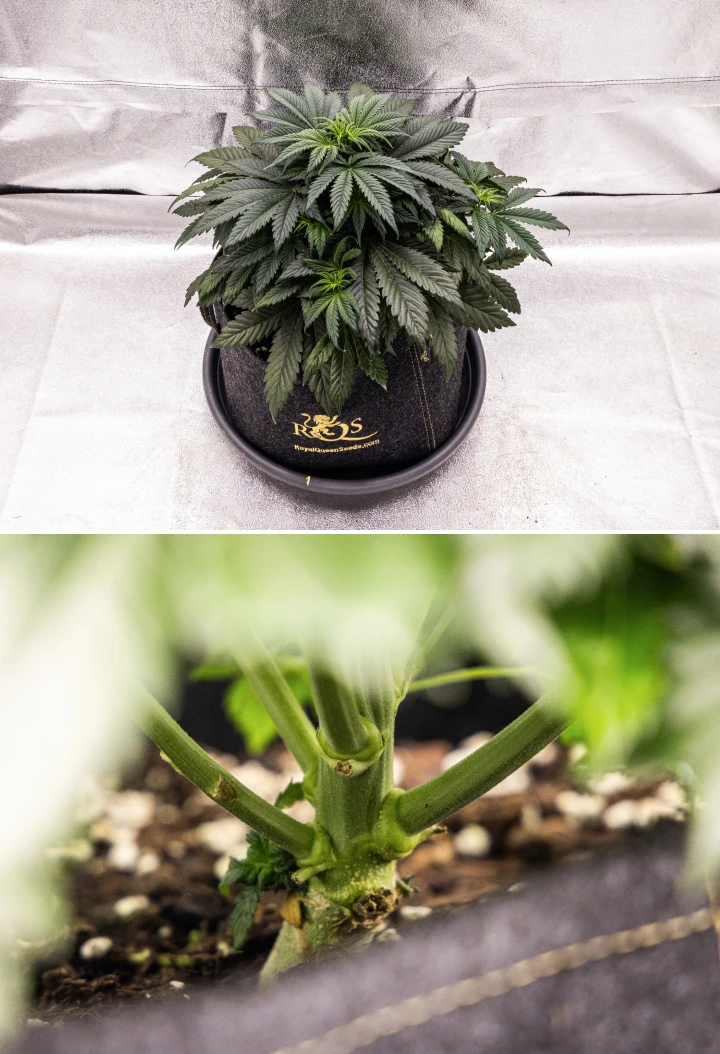 Planta de cànnabis Granddaddy Purple Auto durant la setmana 4, mostrant una canòpia compacta de color verd fosc, un fort desenvolupament de la tija i els primers pistils blancs quan comença la floració.
