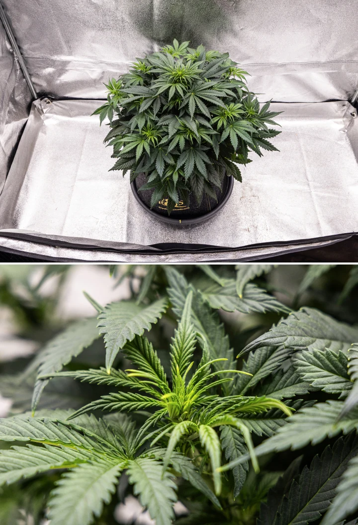 Planta de cànnabis Granddaddy Purple Auto durant la setmana 5, mostrant l’inici de la floració, fullatge dens de color verd fosc, punts de cabdells en desenvolupament i nou creixement floral al llarg de les branques.