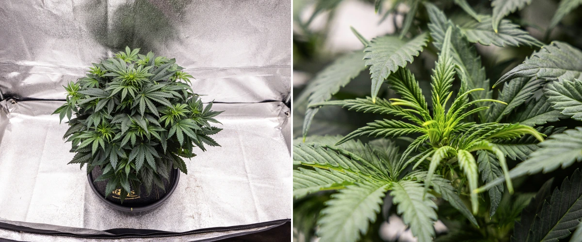 Planta de cànnabis Granddaddy Purple Auto durant la setmana 5, mostrant l’inici de la floració, fullatge dens de color verd fosc, punts de cabdells en desenvolupament i nou creixement floral al llarg de les branques.