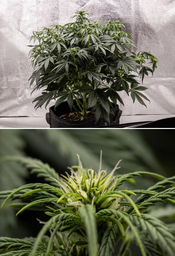 Planta de cànnabis Granddaddy Purple Auto durant la setmana 6, mostrant una canòpia de floració densa de color verd fosc, estructura arbustiva, primers pistils blancs i desenvolupament sa dels cabdells.