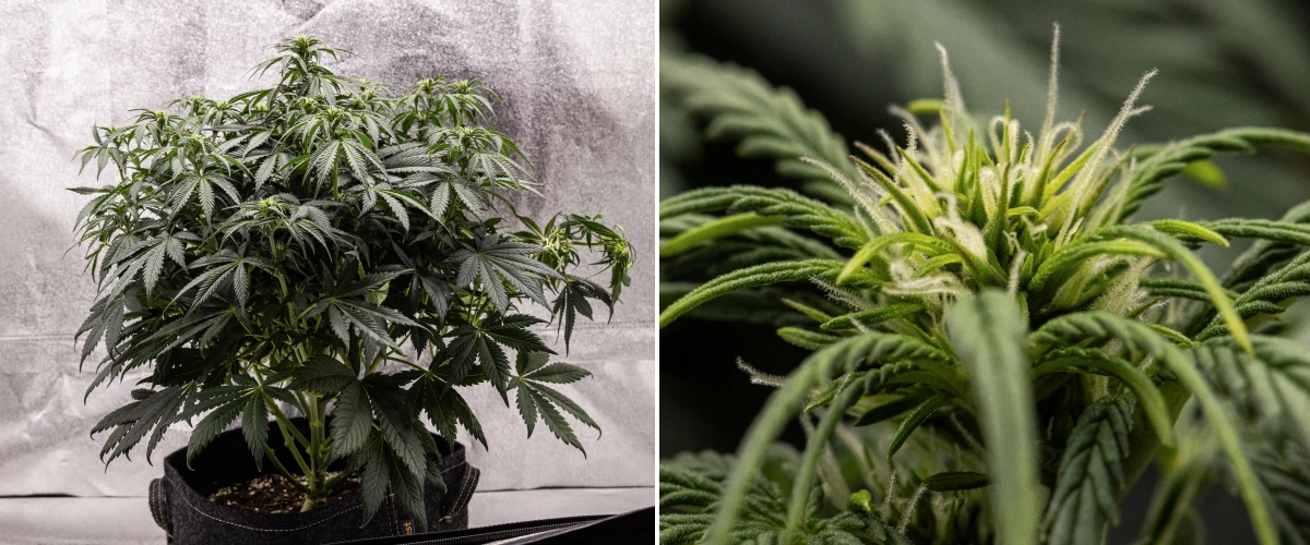Planta de cànnabis Granddaddy Purple Auto durant la setmana 6, mostrant una canòpia de floració densa de color verd fosc, estructura arbustiva, primers pistils blancs i desenvolupament sa dels cabdells.