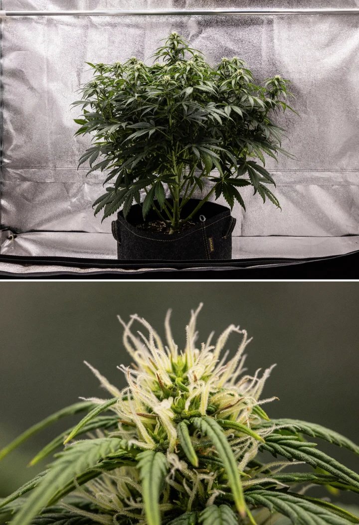 Planta de cànnabis Granddaddy Purple Auto durant la setmana 7, mostrant una estructura compacta i arbustiva, creixement sa en floració, cabdells que s’engreixen i un lleuger engroguiment de les fulles inferiors mentre la floració continua.