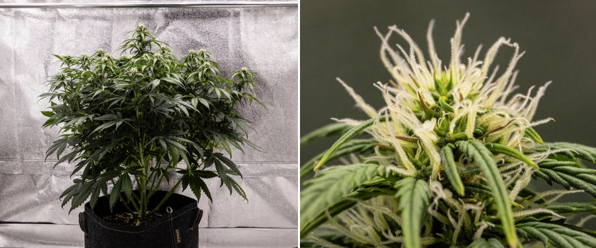 Planta de cànnabis Granddaddy Purple Auto durant la setmana 7, mostrant una estructura compacta i arbustiva, creixement sa en floració, cabdells que s’engreixen i un lleuger engroguiment de les fulles inferiors mentre la floració continua.