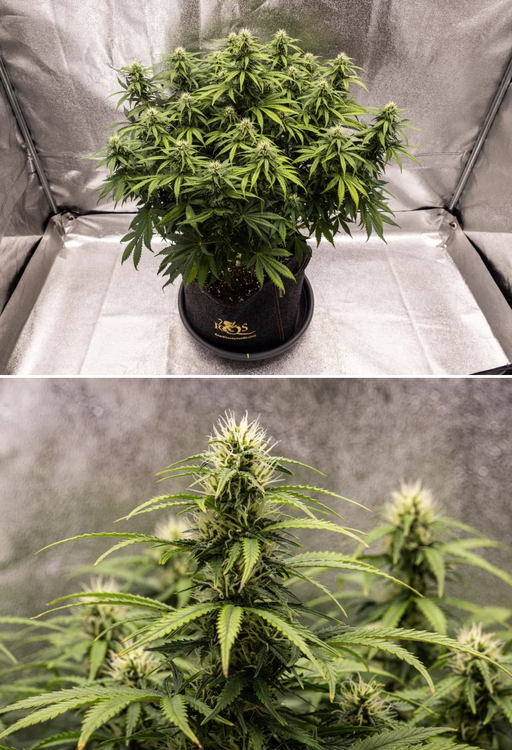 Planta de cànnabis Granddaddy Purple Auto durant la setmana 8, mostrant un desenvolupament sòlid dels cabdells, una canòpia compacta i robusta, fullatge verd sa i coles gruixudes en floració després de quatre setmanes de bloom.