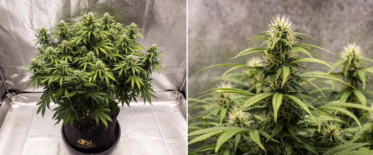 Planta de cànnabis Granddaddy Purple Auto durant la setmana 8, mostrant un desenvolupament sòlid dels cabdells, una canòpia compacta i robusta, fullatge verd sa i coles gruixudes en floració després de quatre setmanes de bloom.