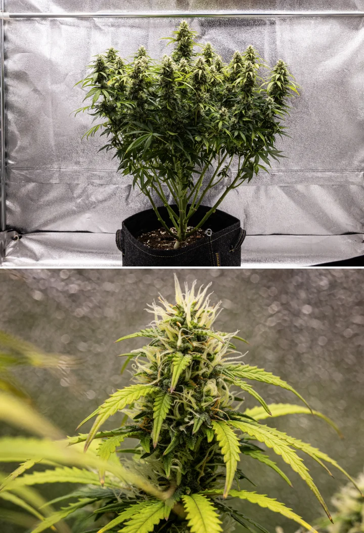 Planta de cànnabis Granddaddy Purple Auto durant la setmana 9, mostrant cabdells ferms rics en tricomes, branques florals amb forma de ram, fulles d’un verd més clar i coles brillants que s’acosten a la maduresa.