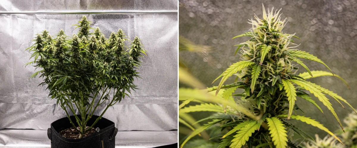 Planta de cànnabis Granddaddy Purple Auto durant la setmana 9, mostrant cabdells ferms rics en tricomes, branques florals amb forma de ram, fulles d’un verd més clar i coles brillants que s’acosten a la maduresa.