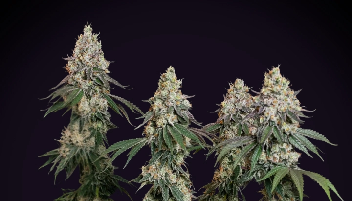 Grape Ape: Most Indica-Dominant Compact Strain Grape Ape cannabis plant with dense frosty colas, resinous buds, orange pistils, and compact flowering growth against a dark background.