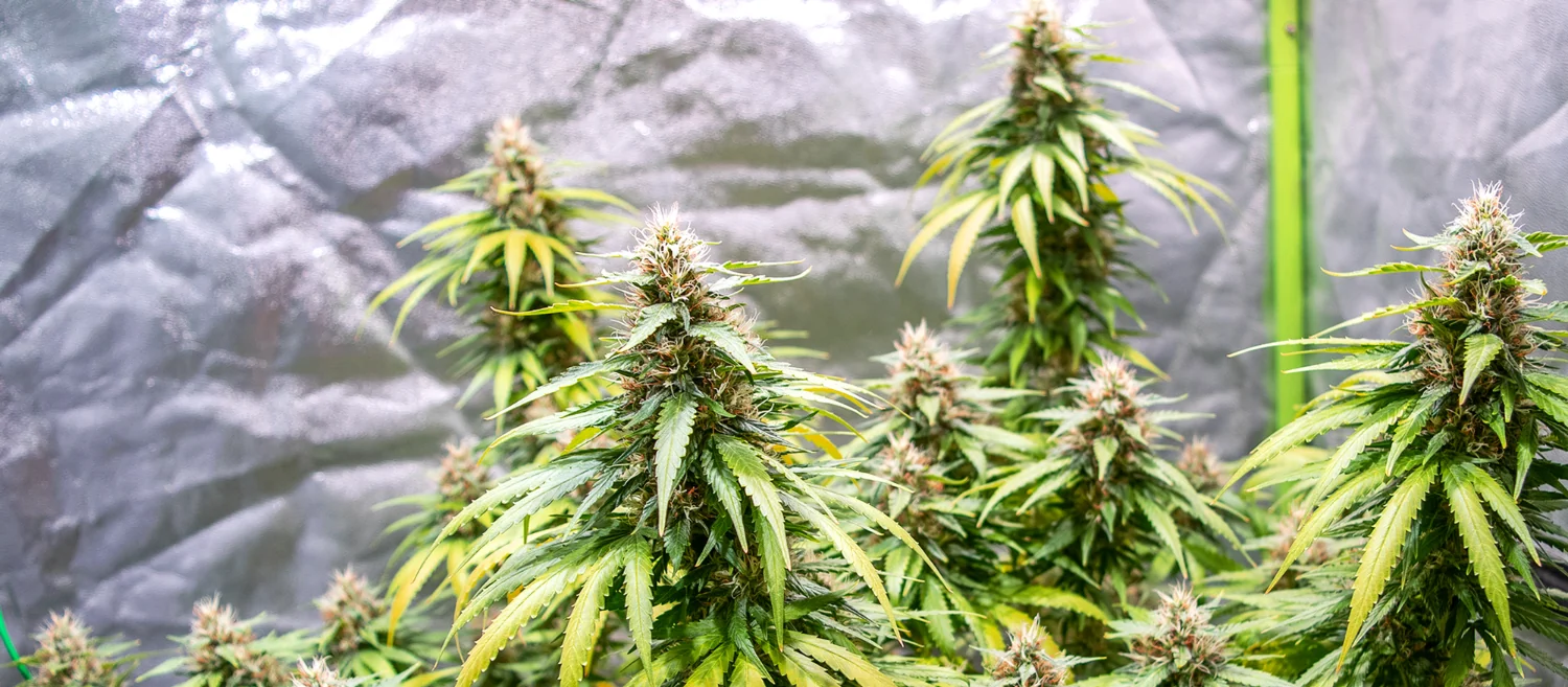 Green Gelato Green Gelato