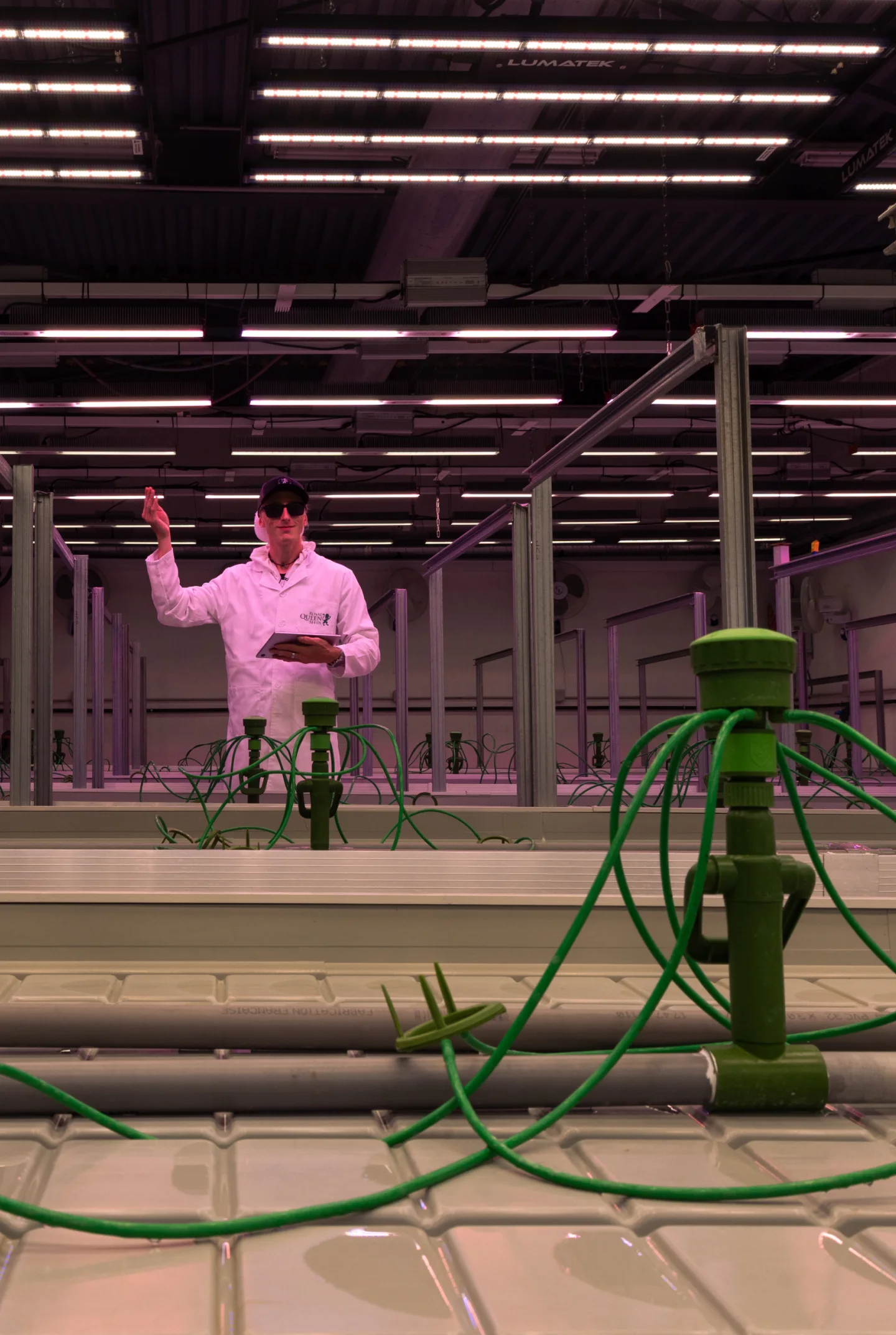 Cannabis Crop Steering Grow Room Setup Controlled cannabis grow room prepared for crop steering trials, showing irrigation drippers, hydroponic benches, overhead grow lights, and a researcher monitoring the setup.