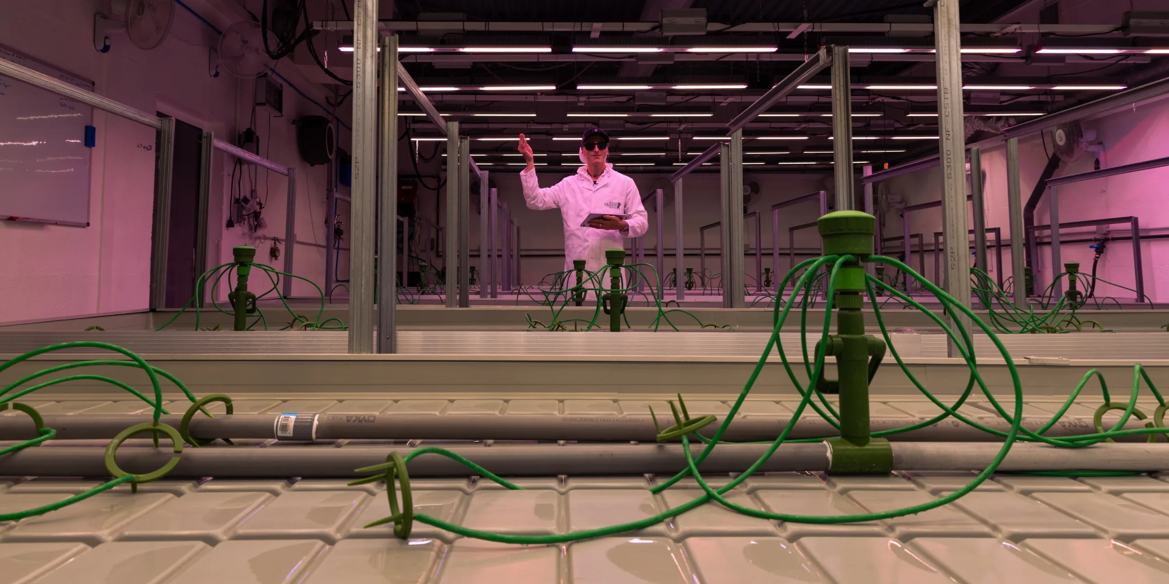Cannabis Crop Steering Grow Room Setup Controlled cannabis grow room prepared for crop steering trials, showing irrigation drippers, hydroponic benches, overhead grow lights, and a researcher monitoring the setup.