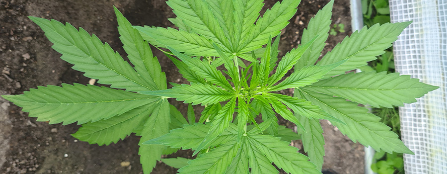 Healthy Cannabis Plant Healthy Cannabis Plant