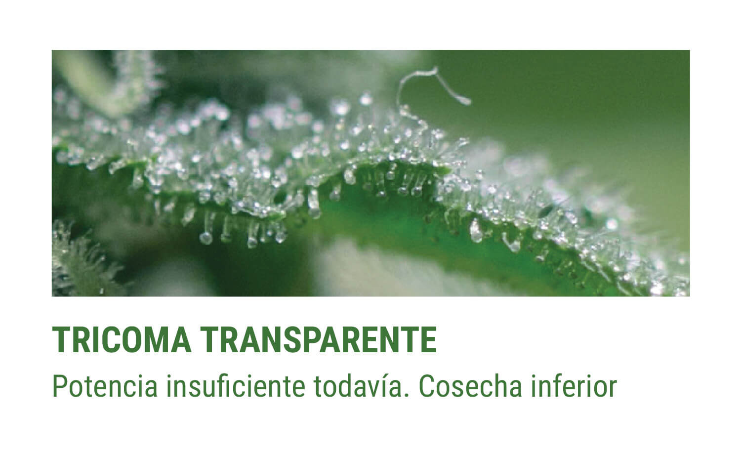 tricomes TRANSPARENTES