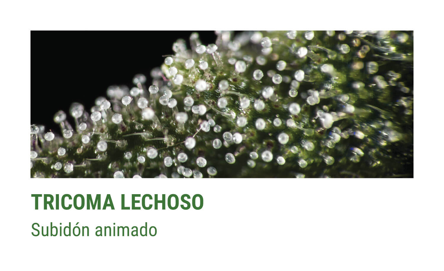 tricomes LECHOSOS tricomes LECHOSOS