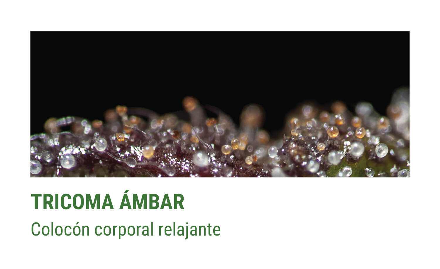 tricomes ÁMBAR