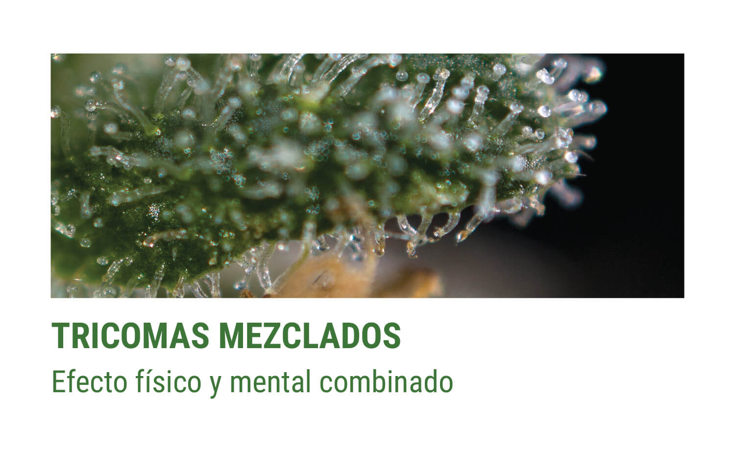 tricomes MEZCLADOS