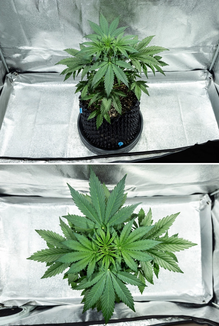 Informe de cultiu d’Hyperion F1: setmana 3, creixement de prefloració Planta de cànnabis Hyperion F1 durant la setmana 3 de l’informe de cultiu, mostrant un creixement vegetatiu vigorós, fullatge verd dens, una forta ramificació, fulles de ventall amples i un dosser saludable dins d’un armari de cultiu.