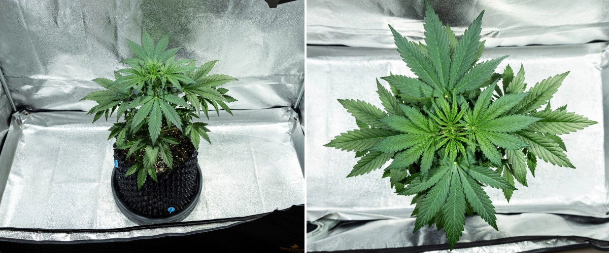 Informe de cultiu d’Hyperion F1: setmana 3, creixement de prefloració Planta de cànnabis Hyperion F1 durant la setmana 3 de l’informe de cultiu, mostrant un creixement vegetatiu vigorós, fullatge verd dens, una forta ramificació, fulles de ventall amples i un dosser saludable dins d’un armari de cultiu.