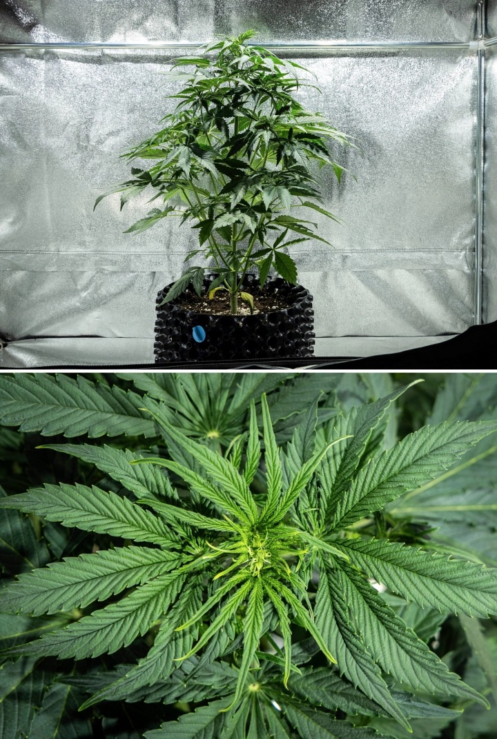 Informe de cultiu d’Hyperion F1: setmana 4, inici de floració Planta de cànnabis Hyperion F1 durant la setmana 4 de l’informe de cultiu, mostrant creixement d’inici de floració, un fort estirament vertical, fullatge verd saludable, punts florals en desenvolupament i una estructura vigorosa dins d’un armari de cultiu.