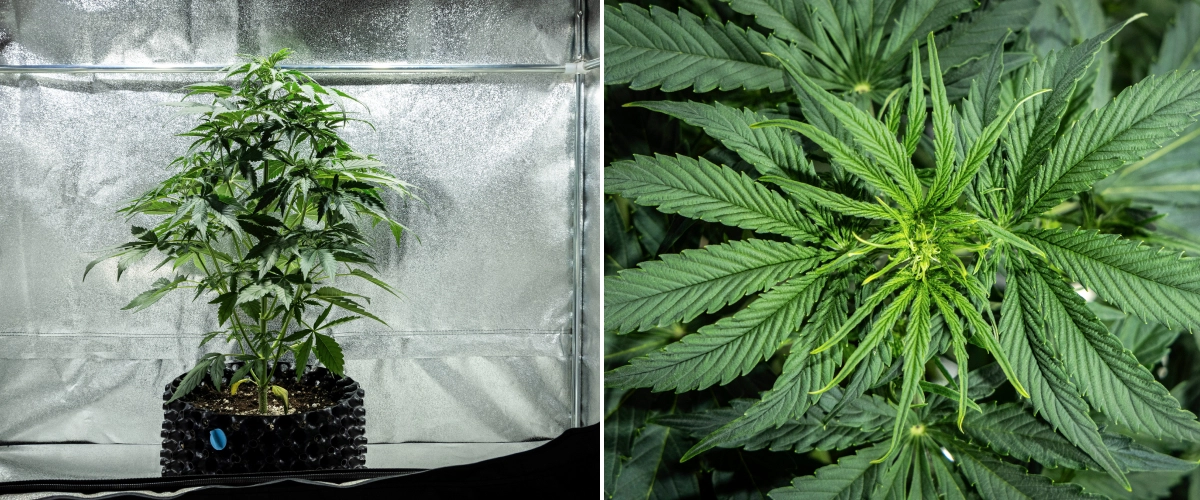 Informe de cultiu d’Hyperion F1: setmana 4, inici de floració Planta de cànnabis Hyperion F1 durant la setmana 4 de l’informe de cultiu, mostrant creixement d’inici de floració, un fort estirament vertical, fullatge verd saludable, punts florals en desenvolupament i una estructura vigorosa dins d’un armari de cultiu.