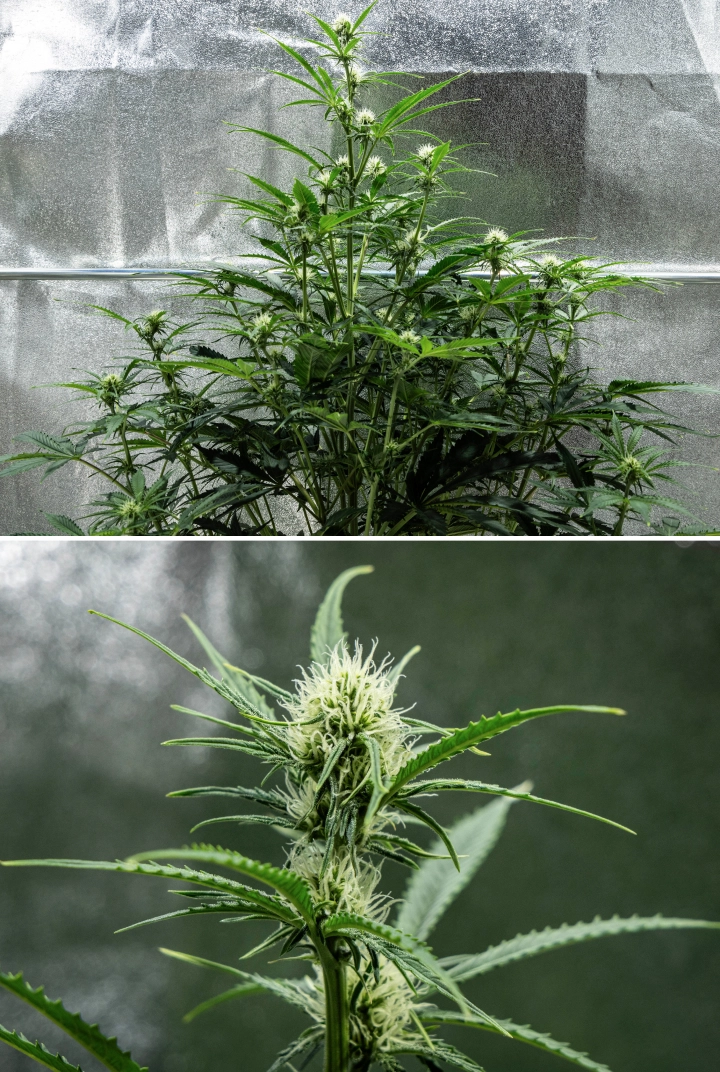 Informe de cultiu d’Hyperion F1: setmana 6, flors resinoses Planta de cànnabis Hyperion F1 durant la setmana 6 de l’informe de cultiu, mostrant creixement alt en floració, desenvolupament de cabdells resinosos, pistils blancs frescos, forta ramificació i fullatge verd saludable dins d’un armari de cultiu.