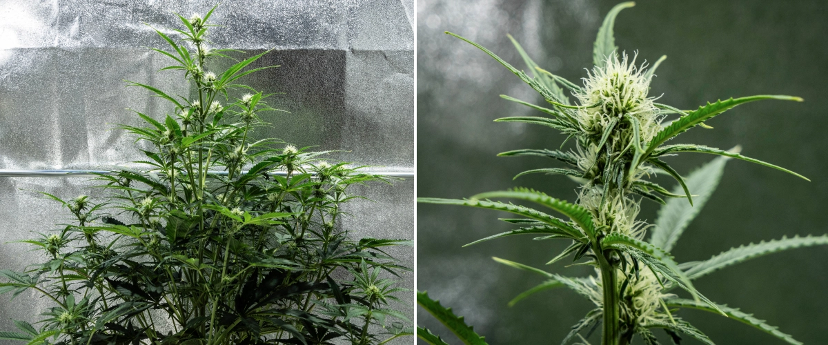Informe de cultiu d’Hyperion F1: setmana 6, flors resinoses Planta de cànnabis Hyperion F1 durant la setmana 6 de l’informe de cultiu, mostrant creixement alt en floració, desenvolupament de cabdells resinosos, pistils blancs frescos, forta ramificació i fullatge verd saludable dins d’un armari de cultiu.