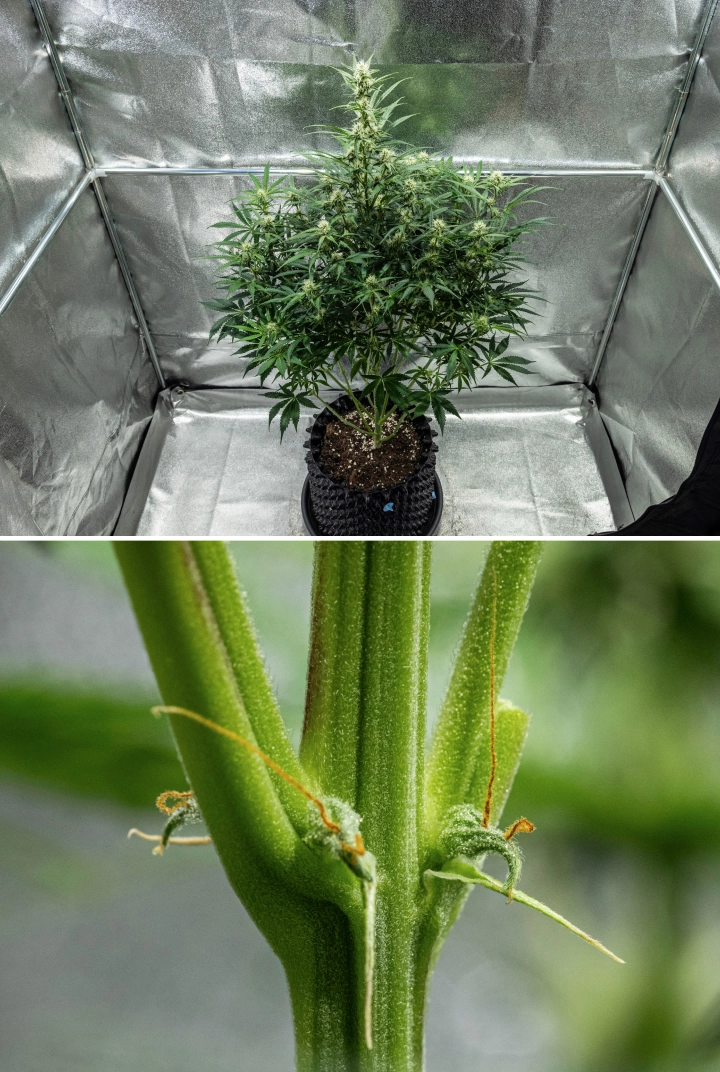 Informe de cultiu d’Hyperion F1: setmana 7, carència de CalMag Planta de cànnabis Hyperion F1 durant la setmana 7 de l’informe de cultiu, mostrant creixement alt en floració, cabdells resinosos en desenvolupament, primers pistils taronges, tiges fortes i símptomes visibles de carència de CalMag dins d’un armari de cultiu.