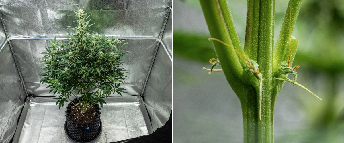 Informe de cultiu d’Hyperion F1: setmana 7, carència de CalMag Planta de cànnabis Hyperion F1 durant la setmana 7 de l’informe de cultiu, mostrant creixement alt en floració, cabdells resinosos en desenvolupament, primers pistils taronges, tiges fortes i símptomes visibles de carència de CalMag dins d’un armari de cultiu.