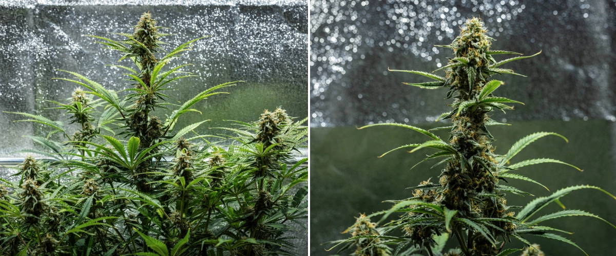 Informe de cultiu d’Hyperion F1: setmana 9, maduració final Planta de cànnabis Hyperion F1 durant la setmana 9 de l’informe de cultiu, mostrant cues madures en floració, cabdells resinosos, pistils taronges, fulles en procés de decoloració i maduració final dins d’un armari de cultiu.