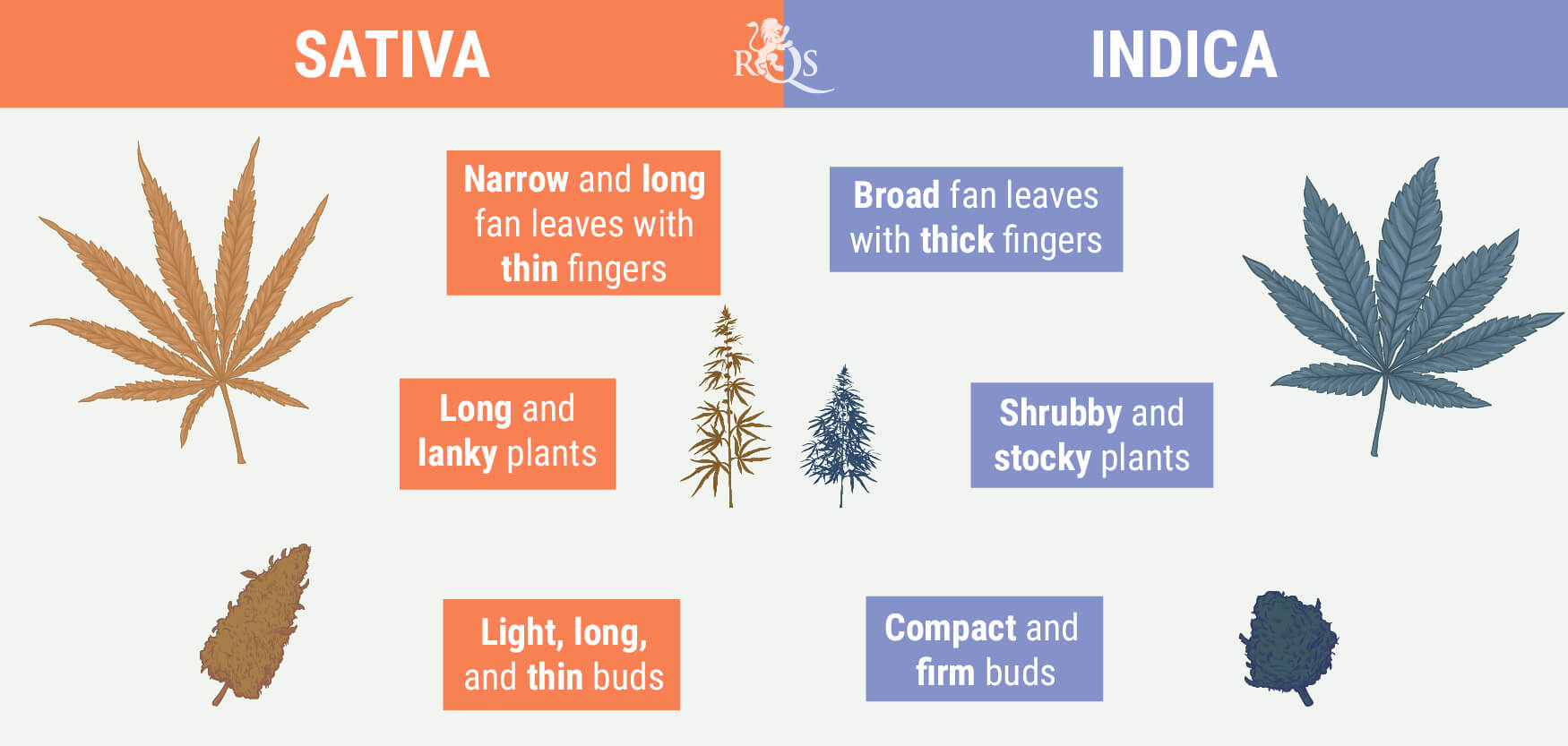 Sativa vs Indica Sativa vs Indica